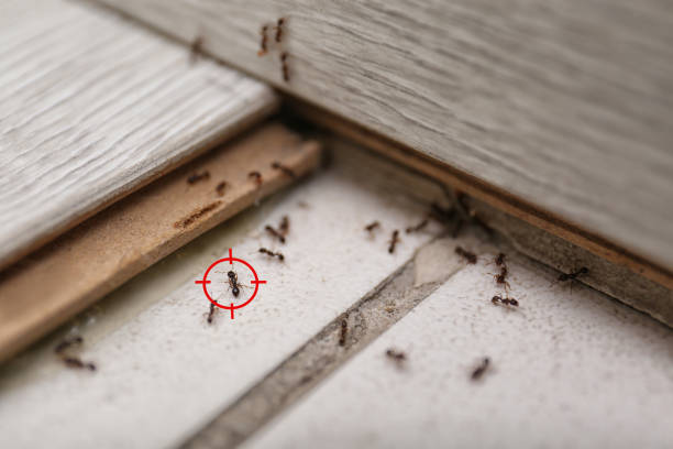 Best Commercial Pest Control Services  in Norwood, OK